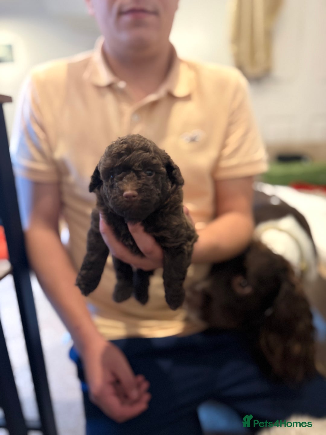 Maltipoo dogs for sale: Chocolate Maltipoos for sale - Image 2