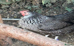 Chickens poultry for sale: 8 hybrid hens for sale  - Image 8