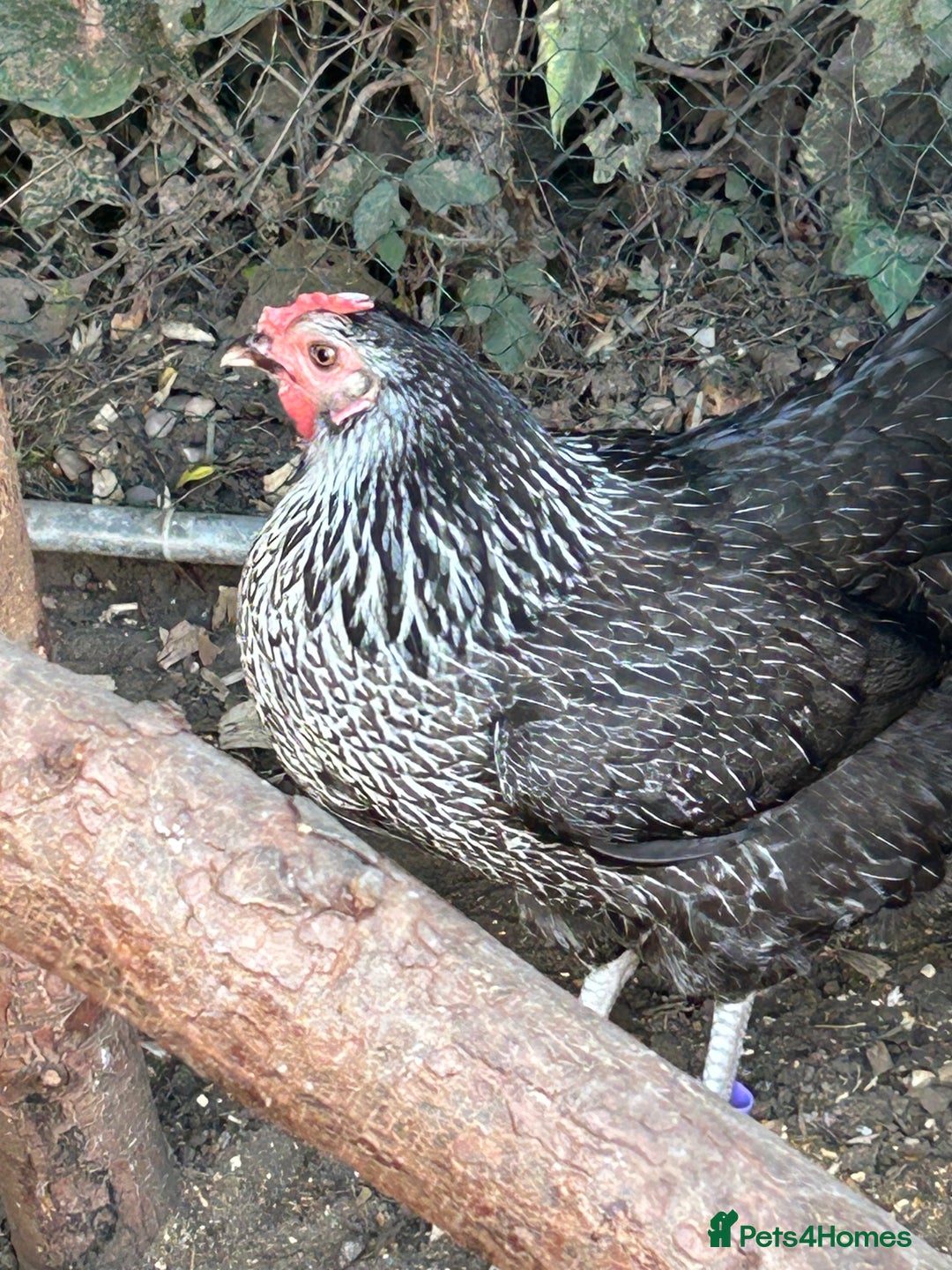 Chickens poultry for sale: 8 hybrid hens for sale  - Image 8