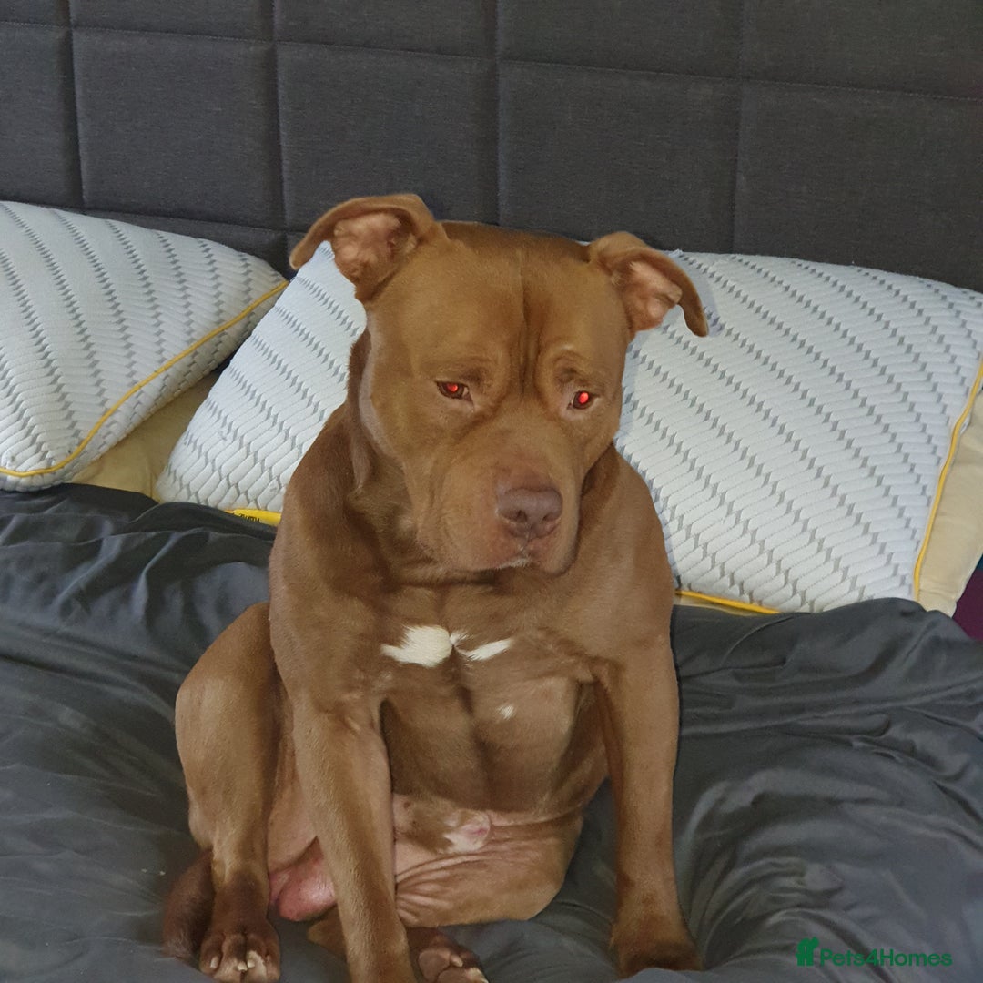 Mixed Breed dogs for sale: Brucie nearly 4 Cross breed  - Image 6