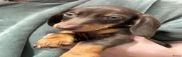 Dachshund dogs for sale: Stunning Chocolate & Tan Dachshund Puppies - Advert 10