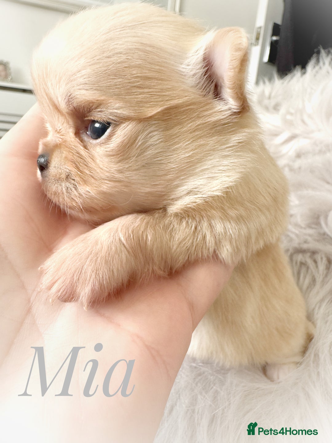 Chihuahua dogs for sale: Long coat girl and boy available  - Image 15