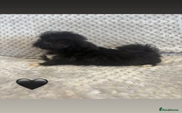 Lhasa Apso dogs for sale: Beautiful Lhasa Apso  - Image 9