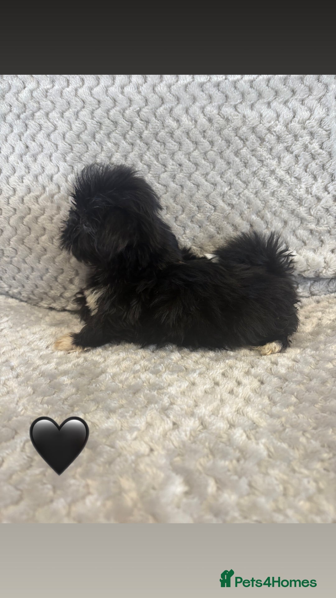 Lhasa Apso dogs for sale: Beautiful Lhasa Apso  - Image 9