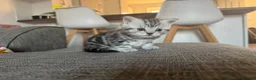 Mixed Breed cats for sale: Female tabby kitten for sale  - Advert 5