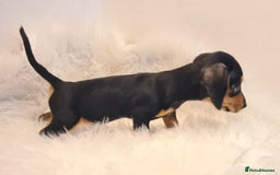 Miniature Dachshund dogs for sale: KC Daxi's health tested parents.READY - Image 18