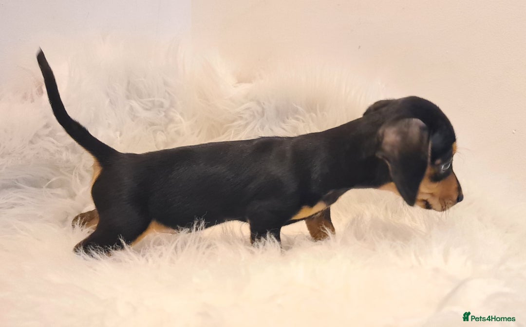 Miniature Dachshund dogs for sale: KC Daxi's health tested parents.READY - Image 18
