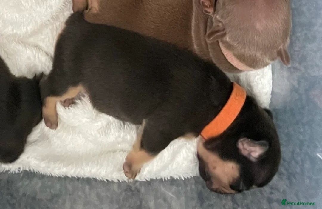 French Bulldog dogs for sale: Frenchies in Chocolate & Tan and Rojo - Advert 21