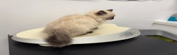 Ragdoll cats for sale: Stunning seal colourpoint boy gccf registered  - Advert 15