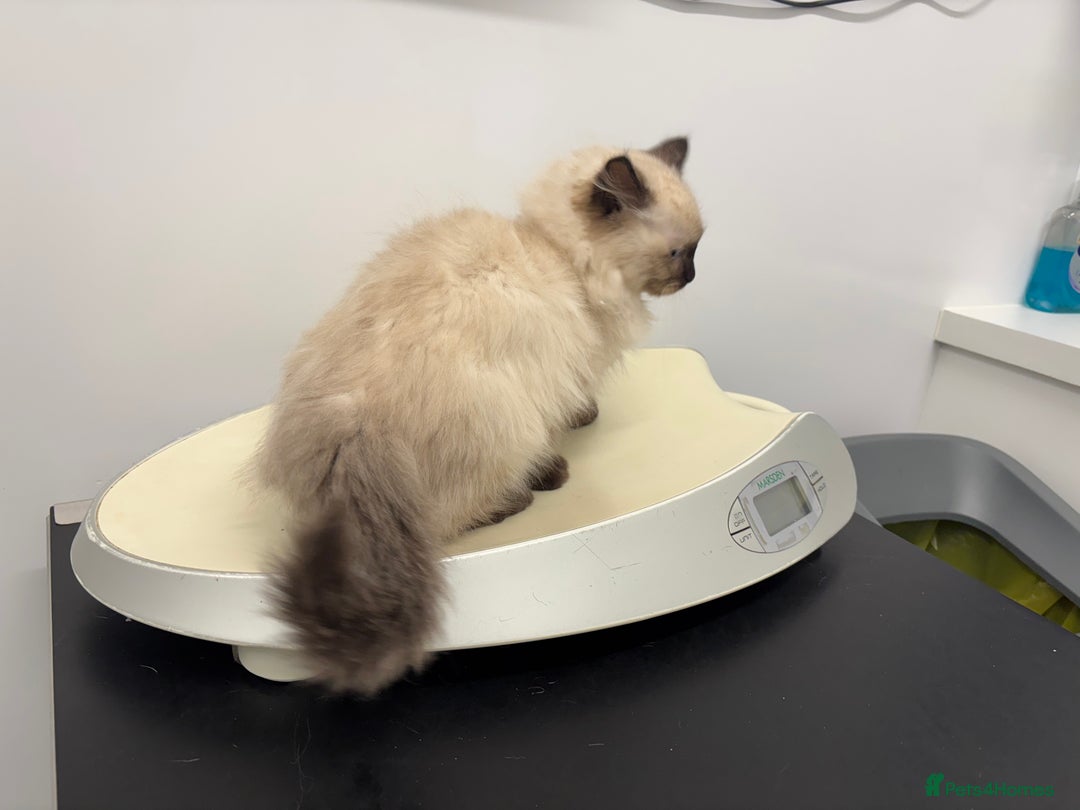 Ragdoll cats for sale: Stunning seal colourpoint boy gccf registered  - Advert 15