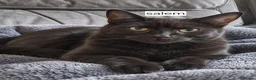 Mixed Breed cats for sale: Cats for sale - Advert 3
