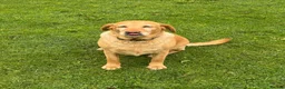 Labrador Retriever dogs for sale: Labrador KC Registered Health Tested Female - Advert 5