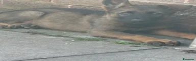 German Shepherd 8