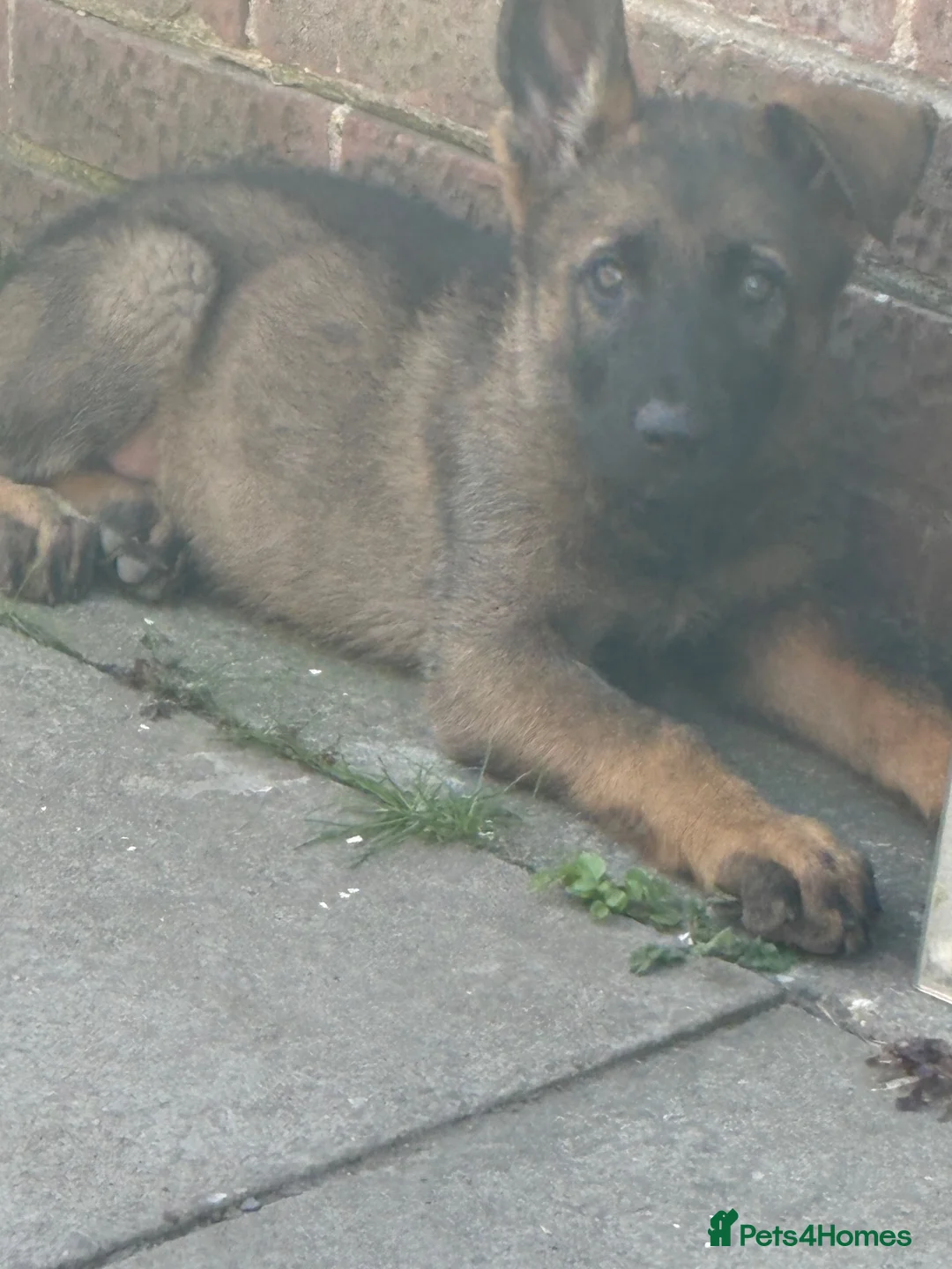 German Shepherd dogs for sale: Ready to leave KC German shepherd - Advert 13