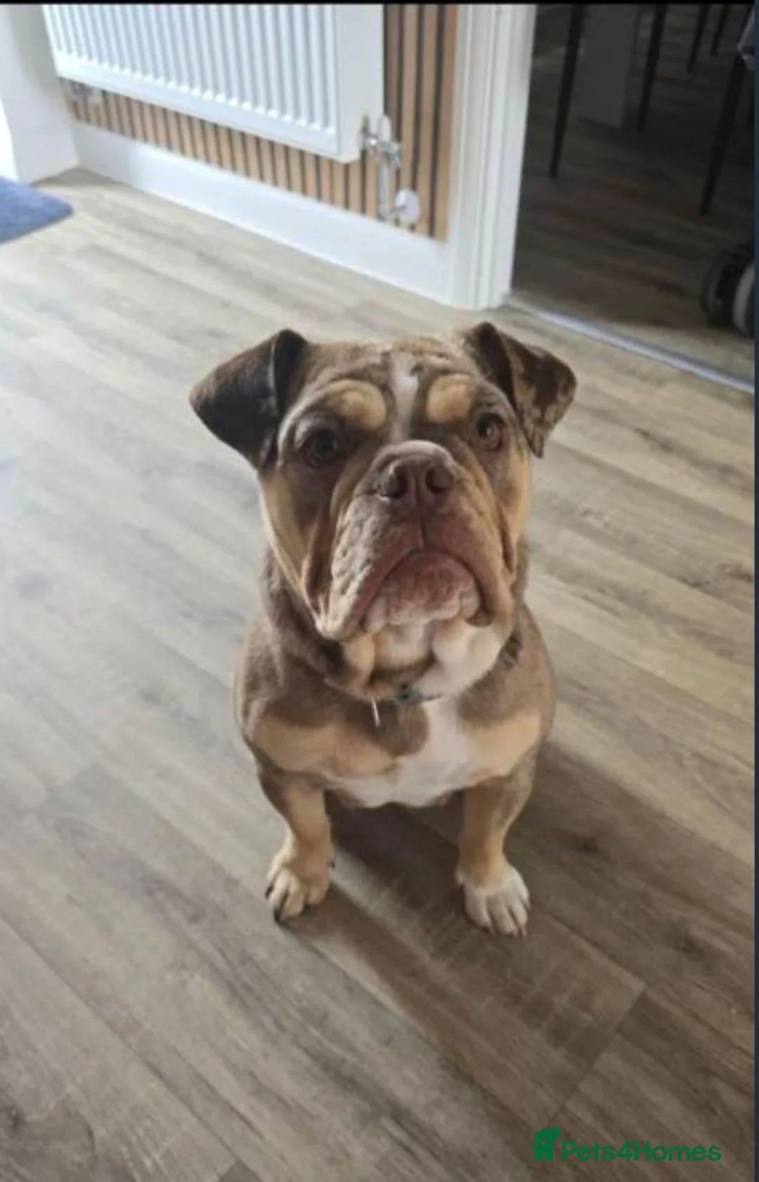 Old Tyme Bulldog dogs for sale: 12 month Old Tyme Bulldog  in Plymouth - Advert 1
