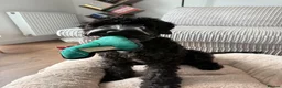Cockapoo dogs for sale: 9 months old cockapoo  in Wellingborough - Advert 3