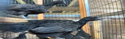 Chickens poultry for sale: Ayem cemani  - Advert 1
