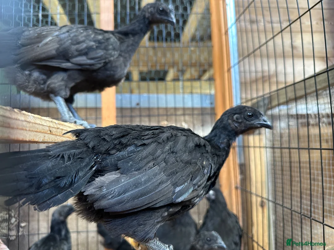Chickens poultry for sale: Ayem cemani  - Advert 1