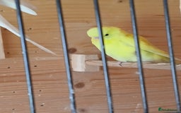 Budgerigars birds for sale: Beautiful baby budgies ready for rehoming - Image 8