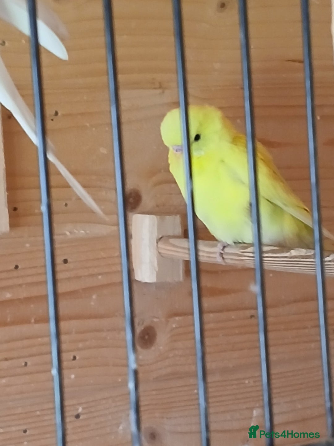 Budgerigars birds for sale: Beautiful baby budgies ready for rehoming - Image 8