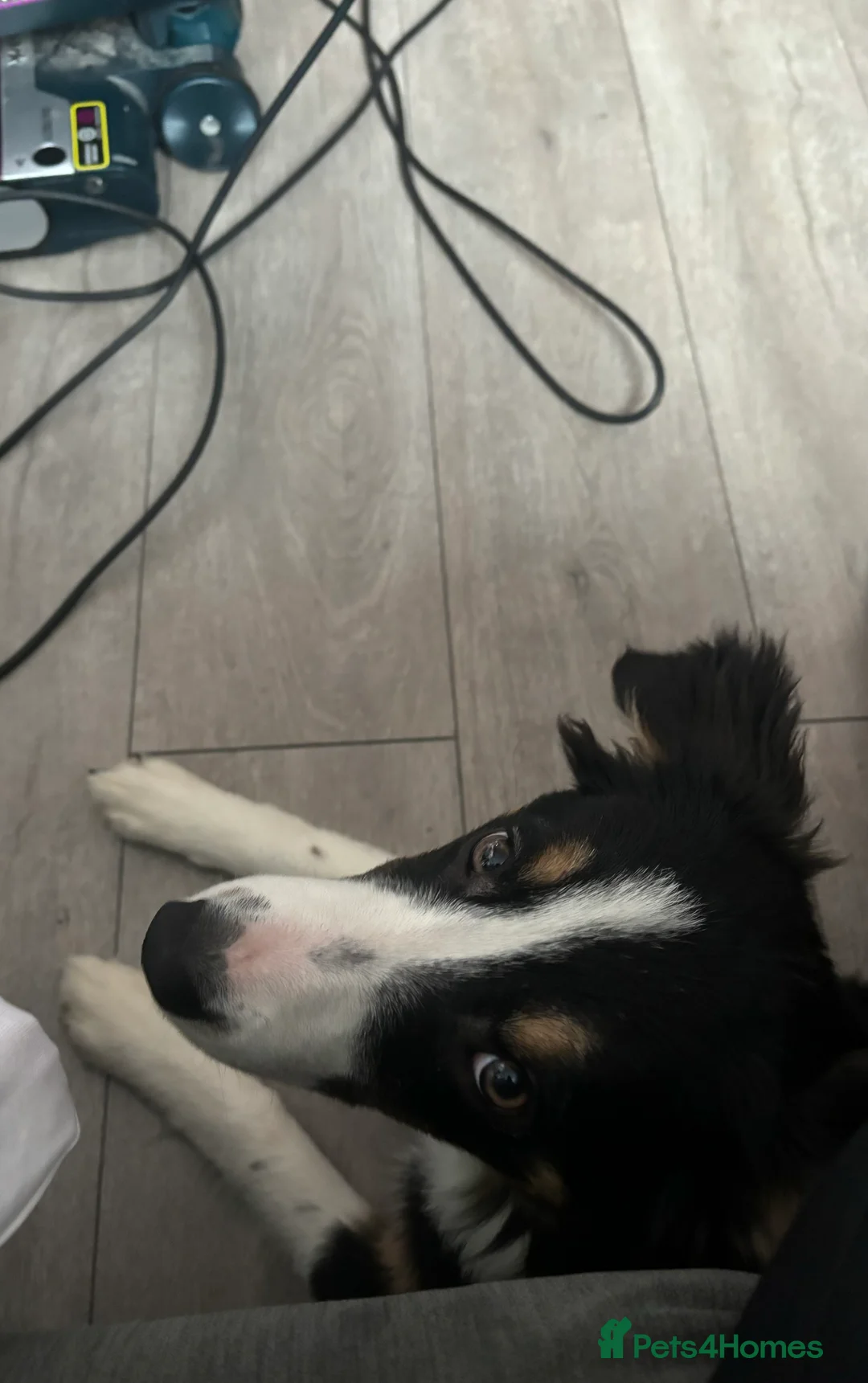Border Collie dogs for sale: Border collie female for sale. read description in Oldham - Advert 2