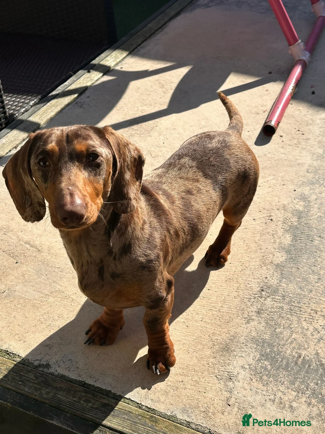 Miniature Dachshund dogs for sale: Smooth miniature dachshund puppies KC  - Advert 2