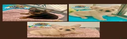 French Bulldog dogs for sale: Last adorable female cream Fluffy French Bulldogs  - Advert 8