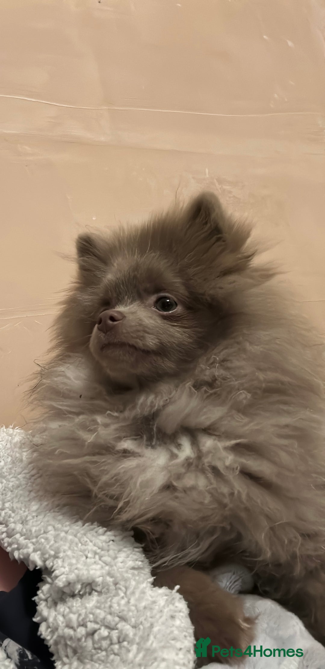 Pomeranian dogs for stud: 💙 Jimmy Pom Stud 💙 - Advert 6