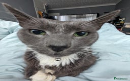 British Shorthair cats for sale: Loved pet for adoption  - Image 6