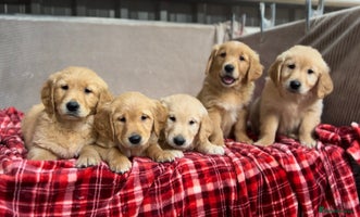 Golden Retriever dogs - Advert 5