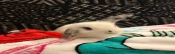 Mini Lion Lop rabbits for sale: Baby boy bunnies lion lops - Advert 9