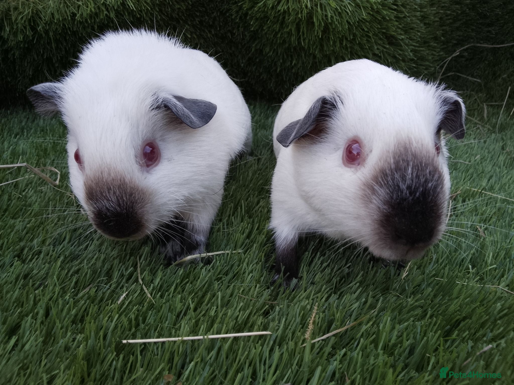 Guinea Pig rodents Himalayans Sows and California boys  - Advert 1