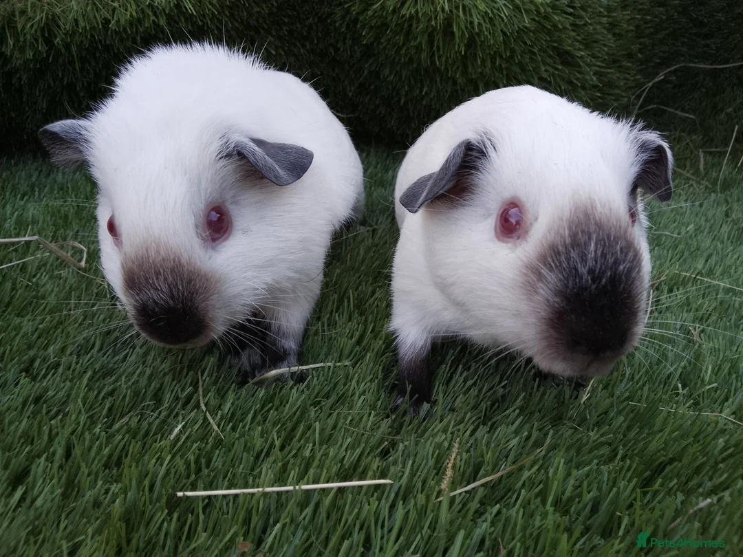 Guinea Pig rodents for sale: Himalayans Sows and California boys  - Advert 1