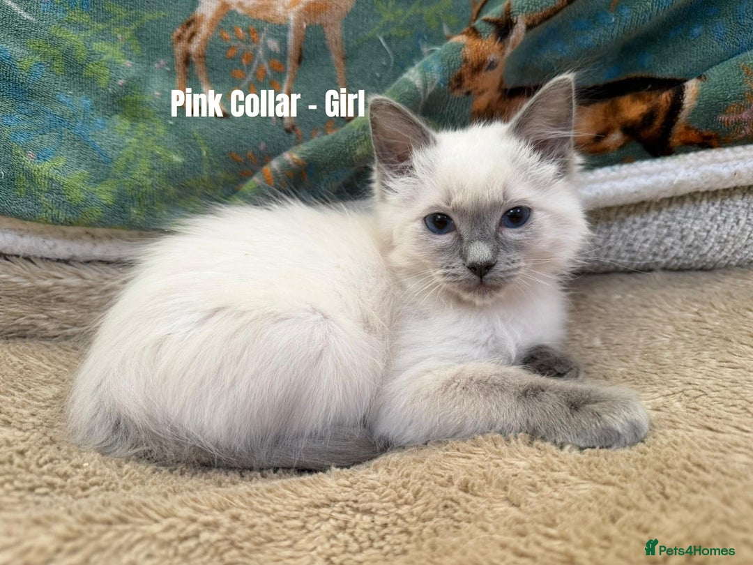 Ragdoll cats for sale: 4 cute fluffy Ragdoll Kittens - Advert 17