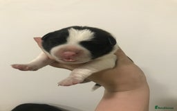 Mixed Breed dogs for sale: 2 female puppies for sale  - Advert 7