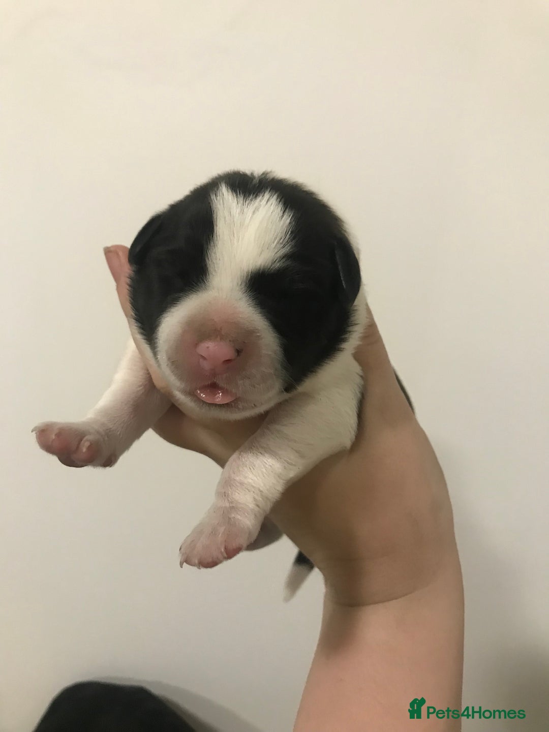 Mixed Breed dogs for sale: 2 female puppies for sale  - Advert 7