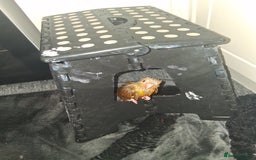 Canaries birds for sale: ( Pippin) Conure  - Image 2