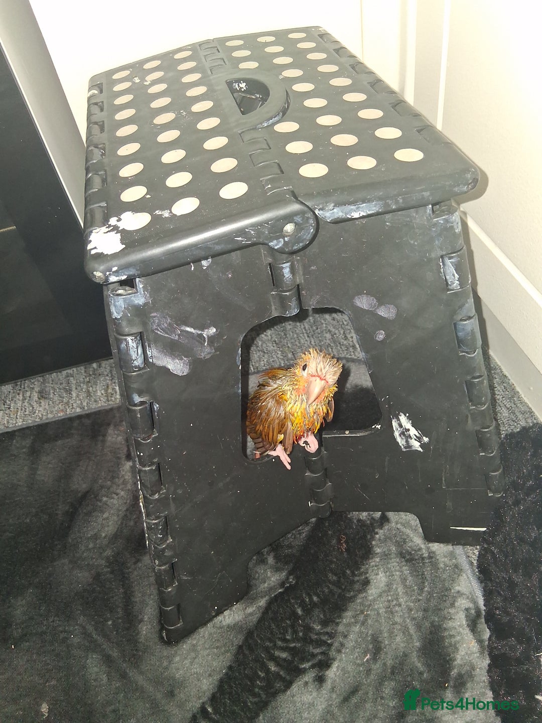 Canaries birds for sale: ( Pippin) Conure  - Image 2