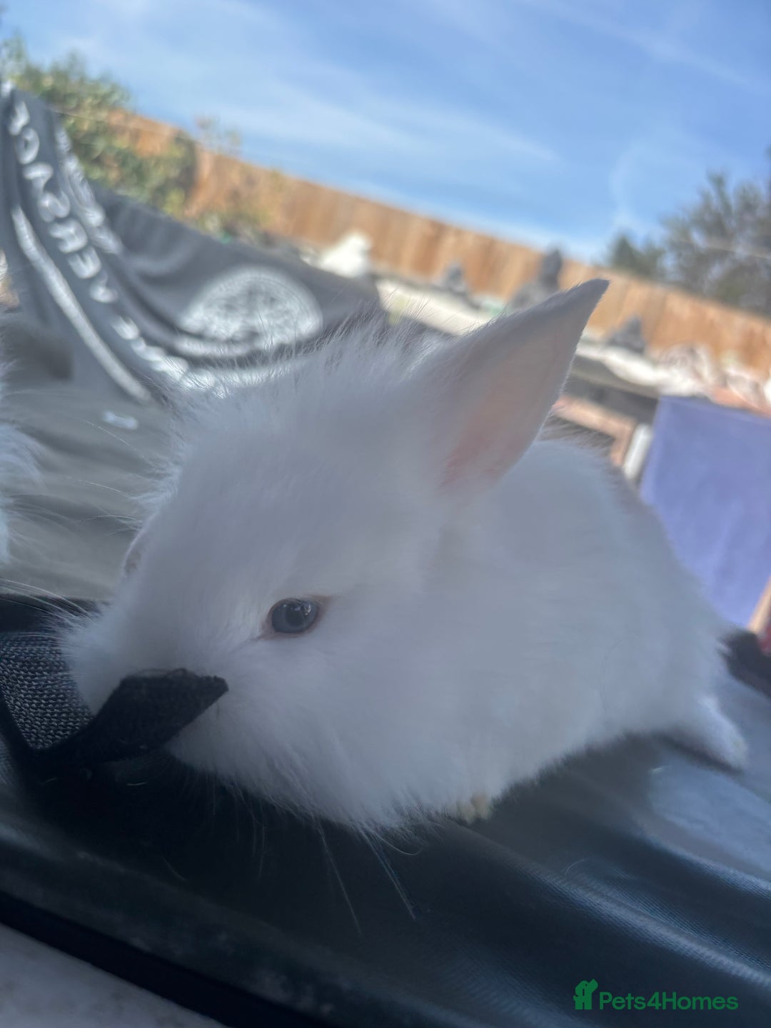 Rex rabbits for sale: Two white ginger lion head boys  - Image 2