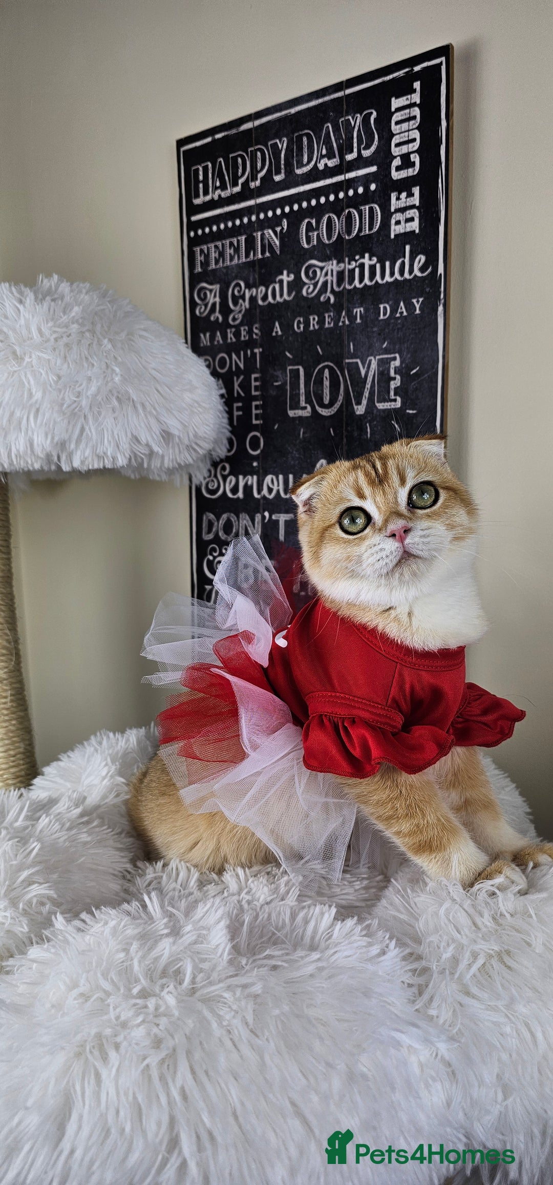 British Shorthair cats for sale: TICA REGISTERED Golden Chinchilla Girl - Image 12