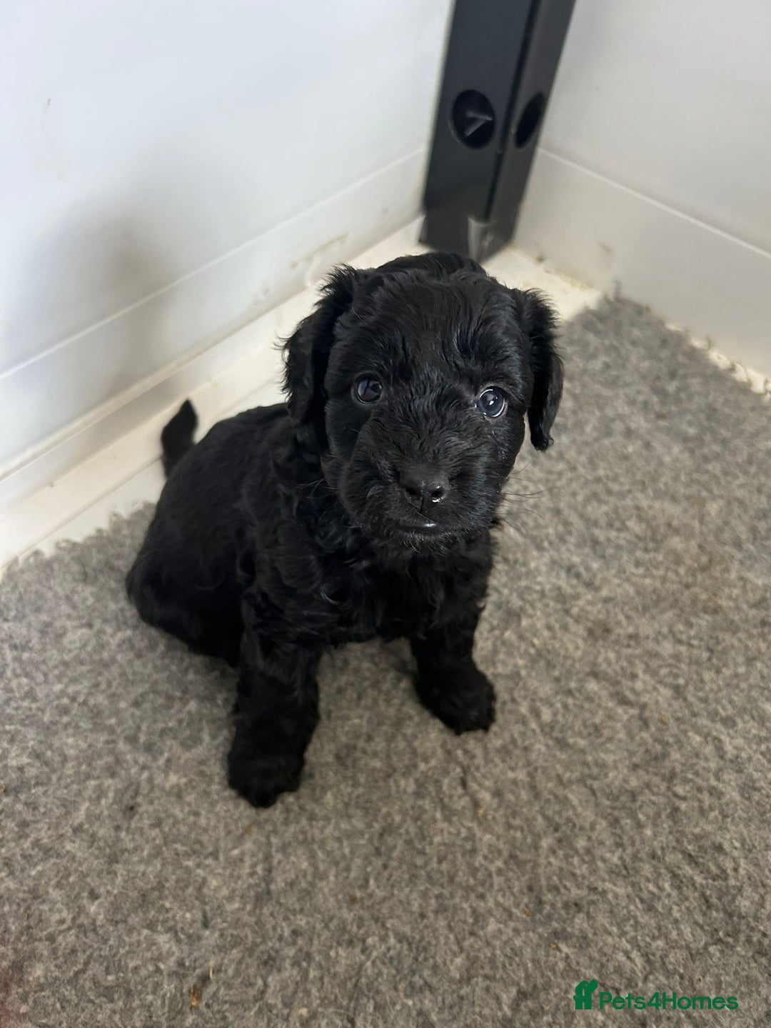 Mixed Breed dogs for sale: final reduction to find forever home  - Image 17