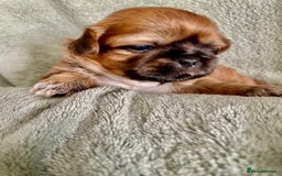 Shih Tzu dogs for sale: Adorable Imperial Shih Tzu Puppies - Image 14