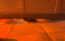 Quail poultry for sale: 3 button quail  - Image 9