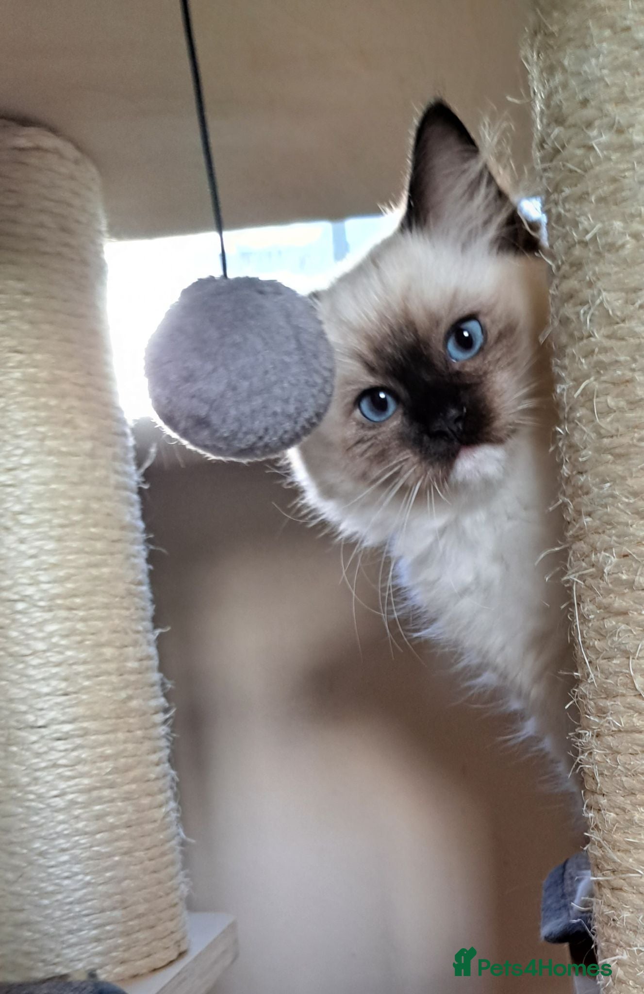Ragdoll cats READY NOW! GCCF Reg. Ragdoll kittens, Champion  - Advert 2