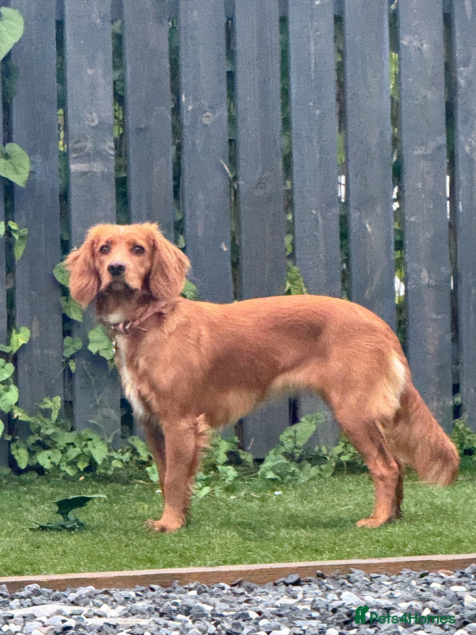 Cocker Spaniel dogs Red cocker spaniel - Advert 1