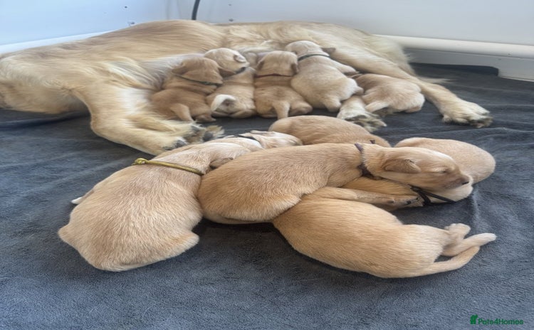 Golden Retriever dogs - Advert 1