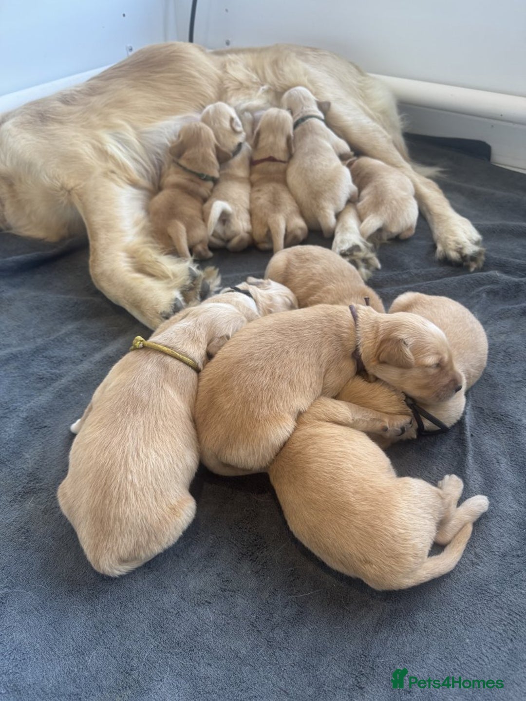 Golden Retriever dogs for sale: KC reg Goldie puppies Available  - Image 1