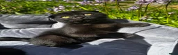 British Shorthair cats for sale: British Shorthair - Advert 14
