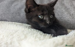 Mixed Breed cats for sale: 2 kittens 9 weeks old....Pumpkin and Boo - Image 11