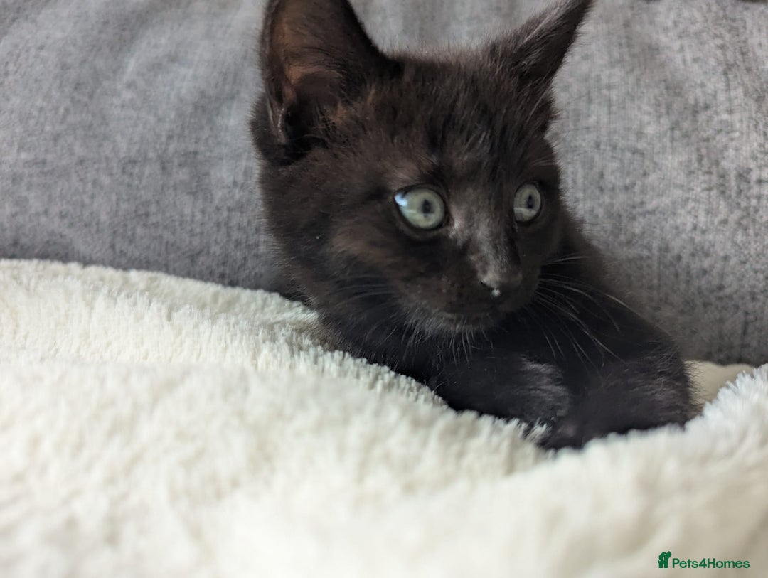 Mixed Breed cats for sale: 2 kittens 9 weeks old....Pumpkin and Boo - Image 11